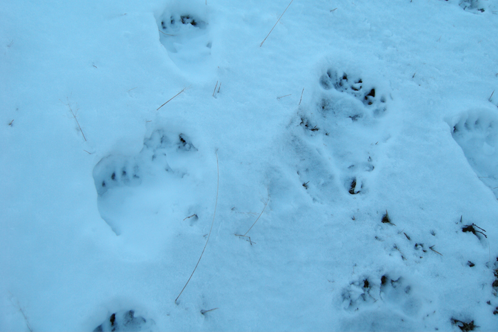 Bear Footsteps in winter